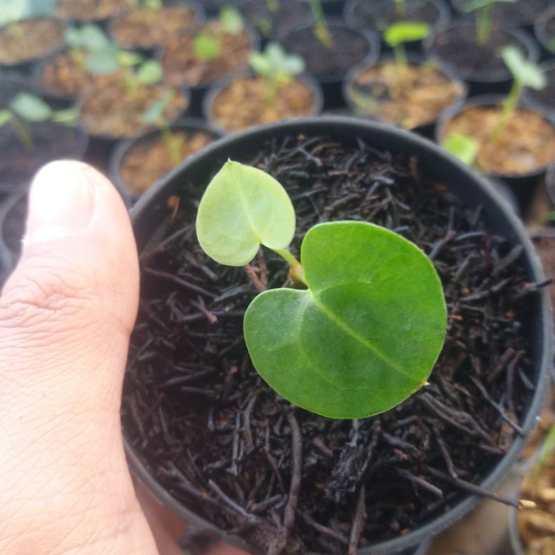 ANTHURIUM QUEEN CLARINERVIUM BABY