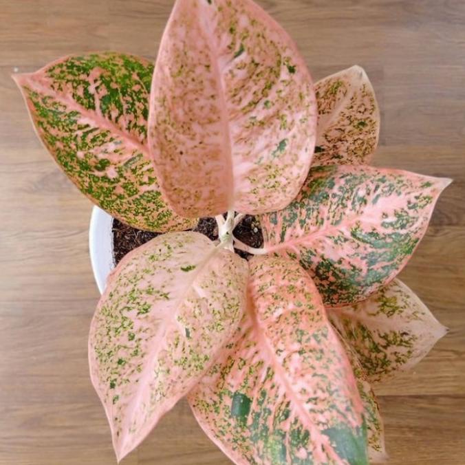 tanaman aglonema stardust orange anakan