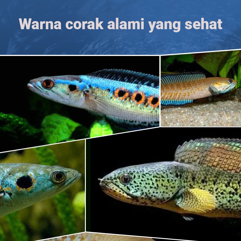 Yee makanan ikan channa pakan ikan gabus pelet ikan brontosaurus