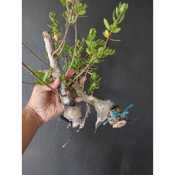 bonsai santigi cangkok