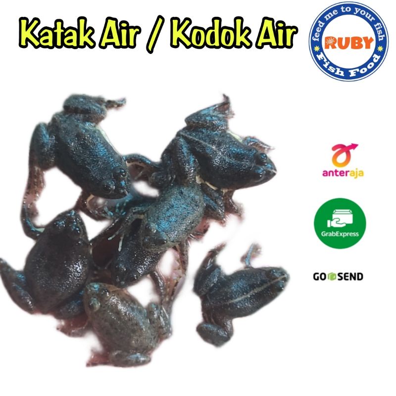 KATAK AIR / KODOK AIR / KATAK AIR HIDUP / KODOK AIR HIDUP