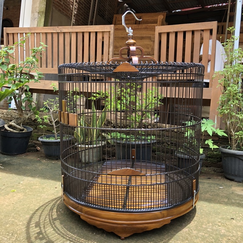 Sangkar Murai Batu, Sangkar Murai Jumbo, Sangkar Murai Kayu Jati