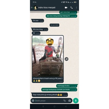 JAMU MERPATI TINGGIAN EXTRA JP KWALITAS BERANI DI ADU
