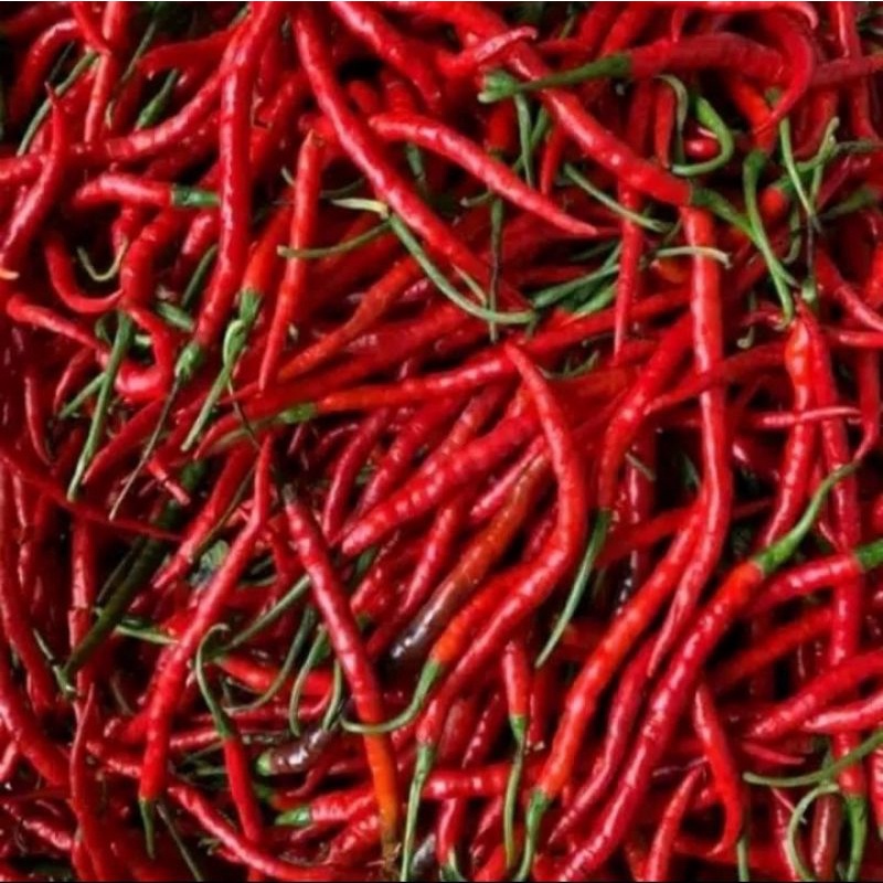 

Cabai/cabe merah keriting
