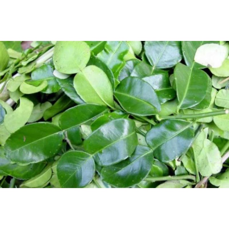 

daun jeruk purut / bumbu rempah / bumbu dapur segar