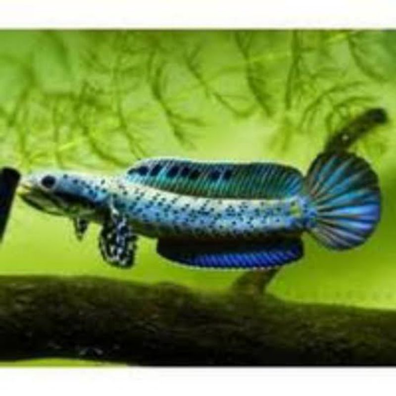 

ikan chana blue pulcra 6 7 8 cm