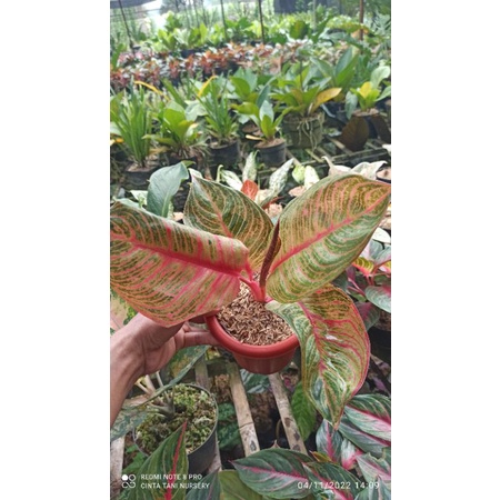 Aglonema Hughes realpict