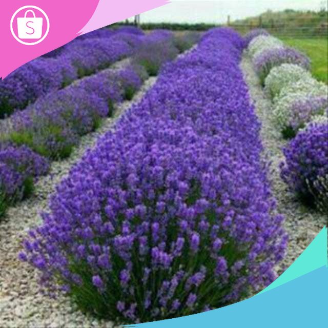 Assri Tanaman Bibit bunga lafender