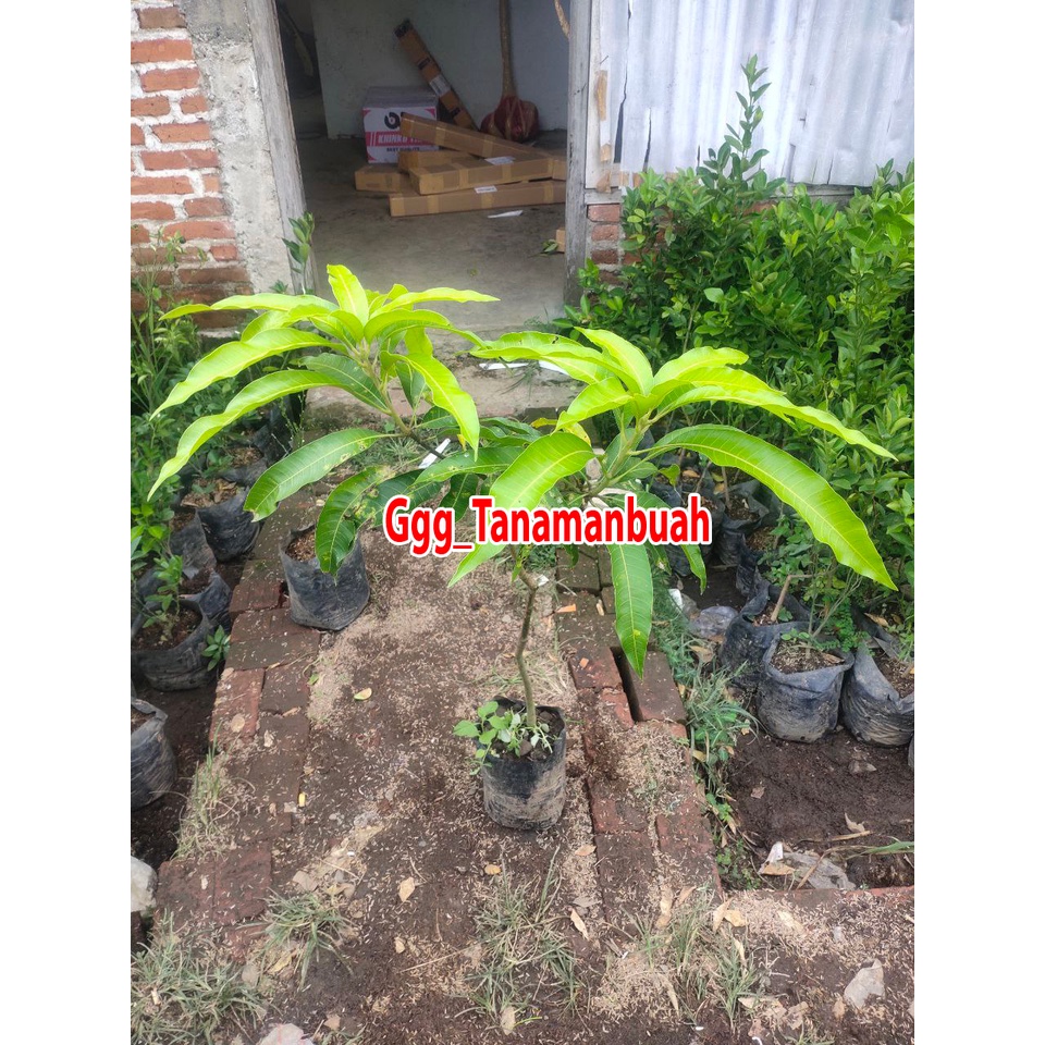 Bibit Mangga Gadung 1 meter up Batang besar