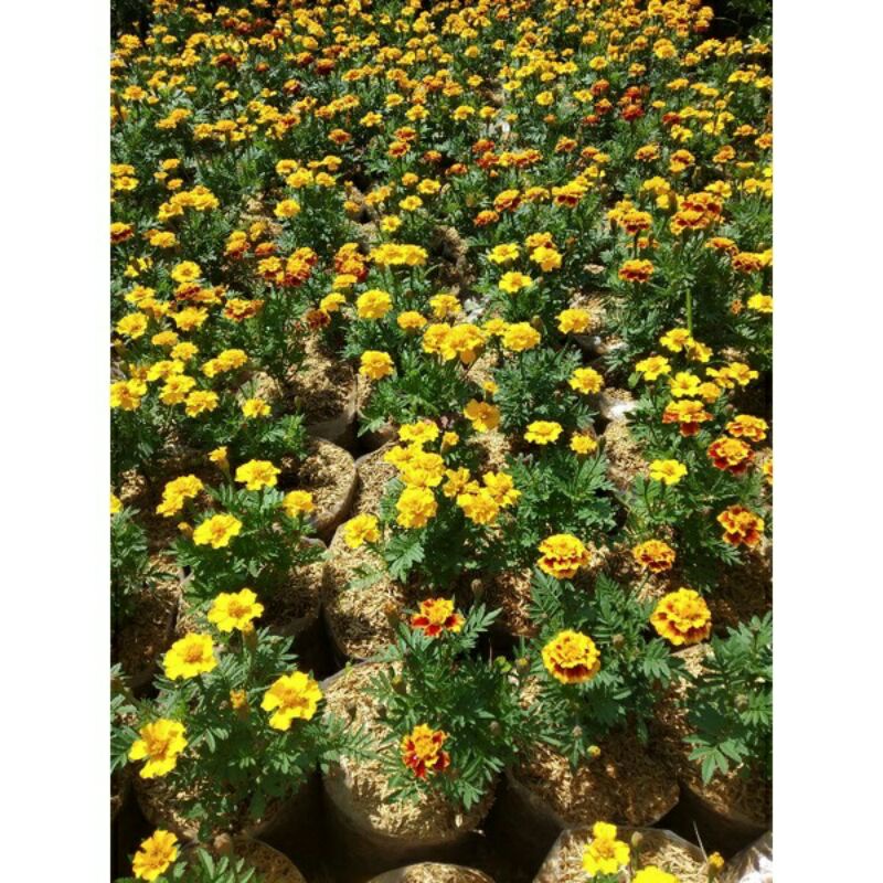 bunga Tai ayam suyok marigold marigold kuning orange