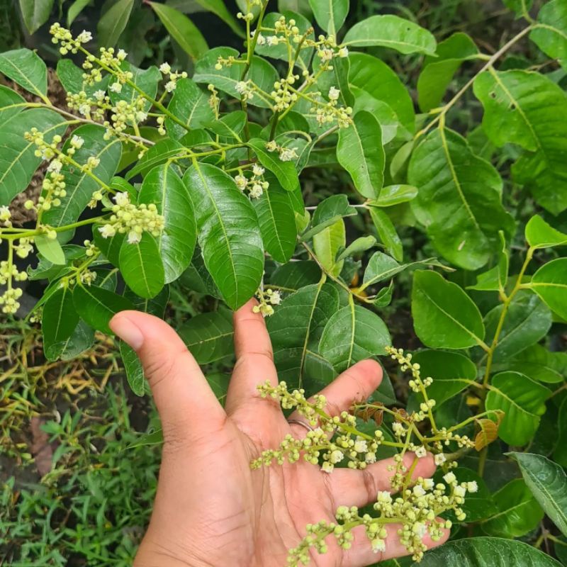 Bibit Kelengkeng Matalada Kondisi Berbunga Lebat Siap DiTabulampot.