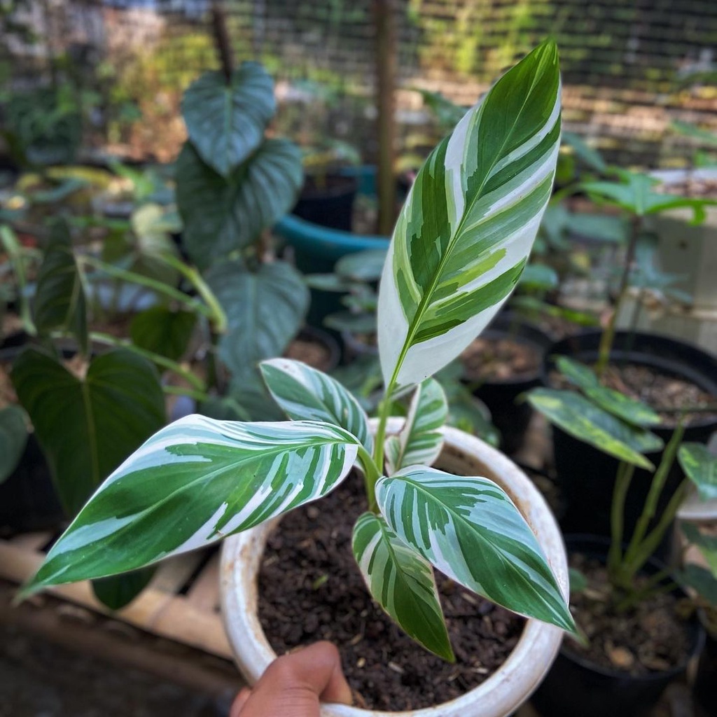 *Promo* Musa ae ae (Pisang Florida Varigata)