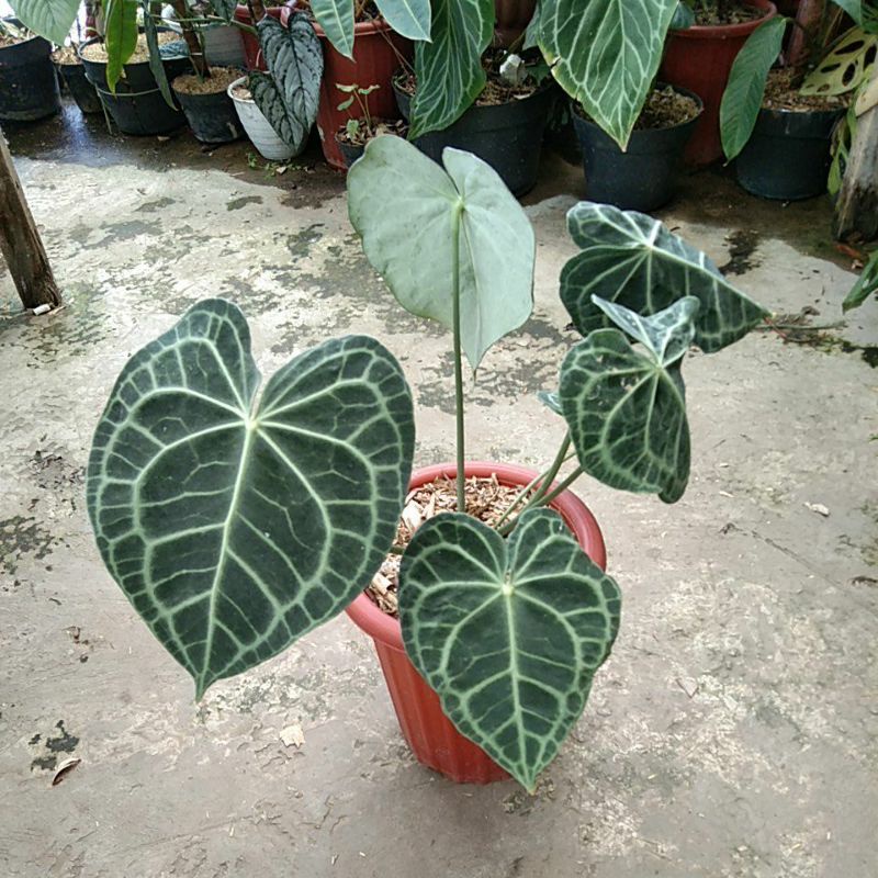 anthurium clarinervium dark form