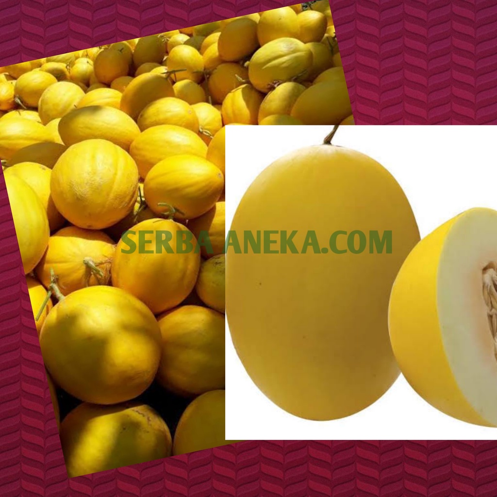 

BUAH GOLDEN MELON KRIUK MANIS ( PER BIJI)
