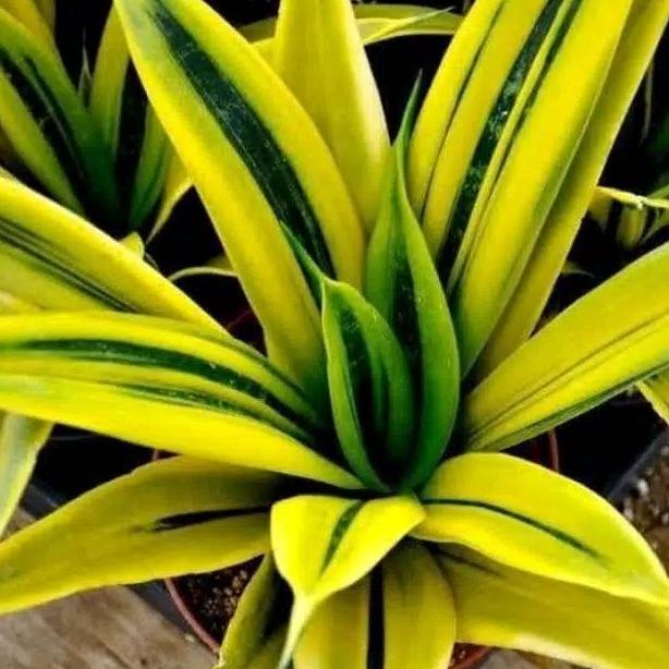 Tanaman Hias Sansivera Gold Flame / Lidah Mertua / Gold Flame