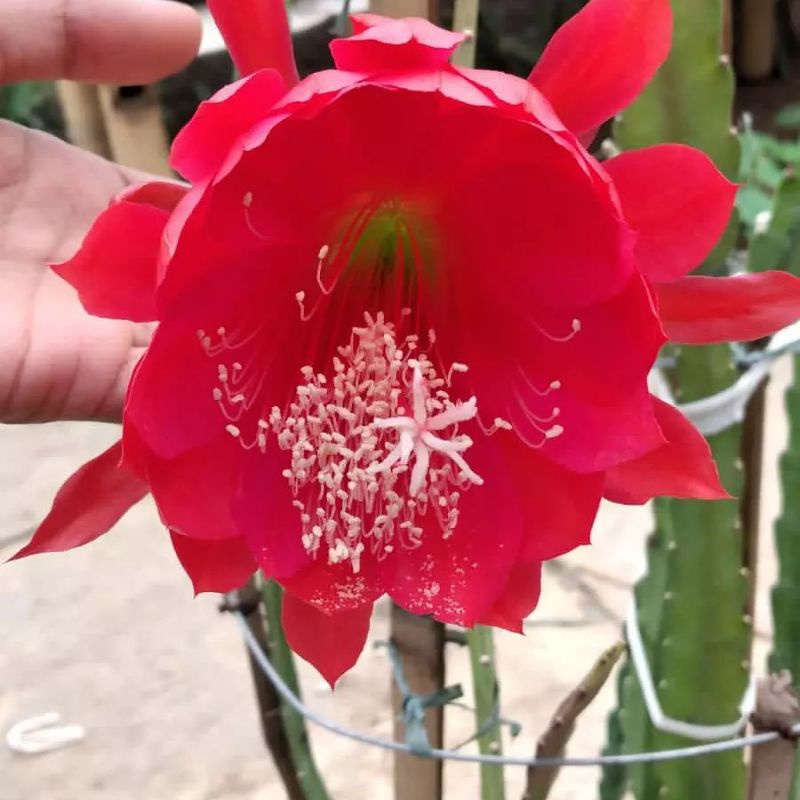 Wijaya kusuma bunga merah / wijaya kusuma bangkok bunga merah / tanaman hias wijaya kusuma / Epiphyl