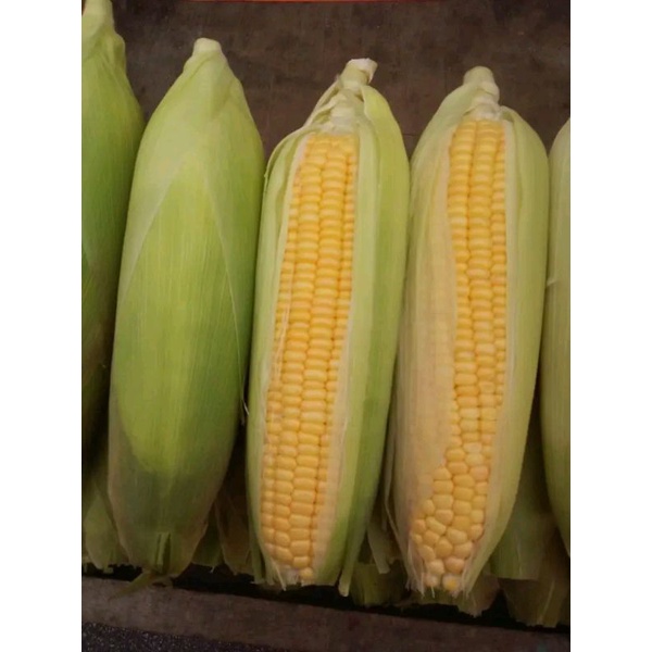 

Jagung manis 5kg