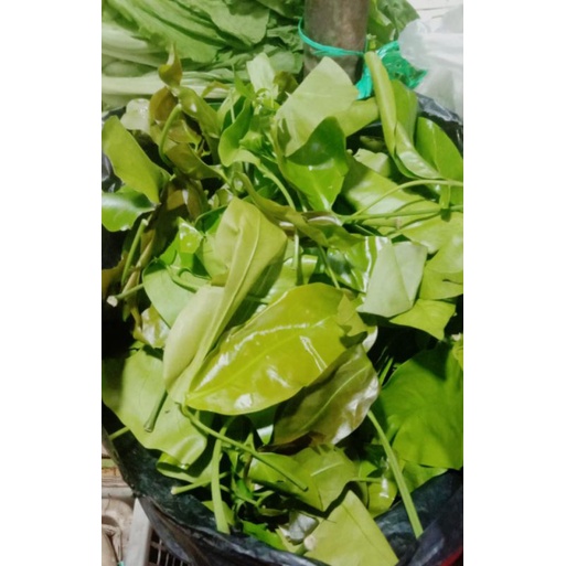 Daun melinjo 100gr