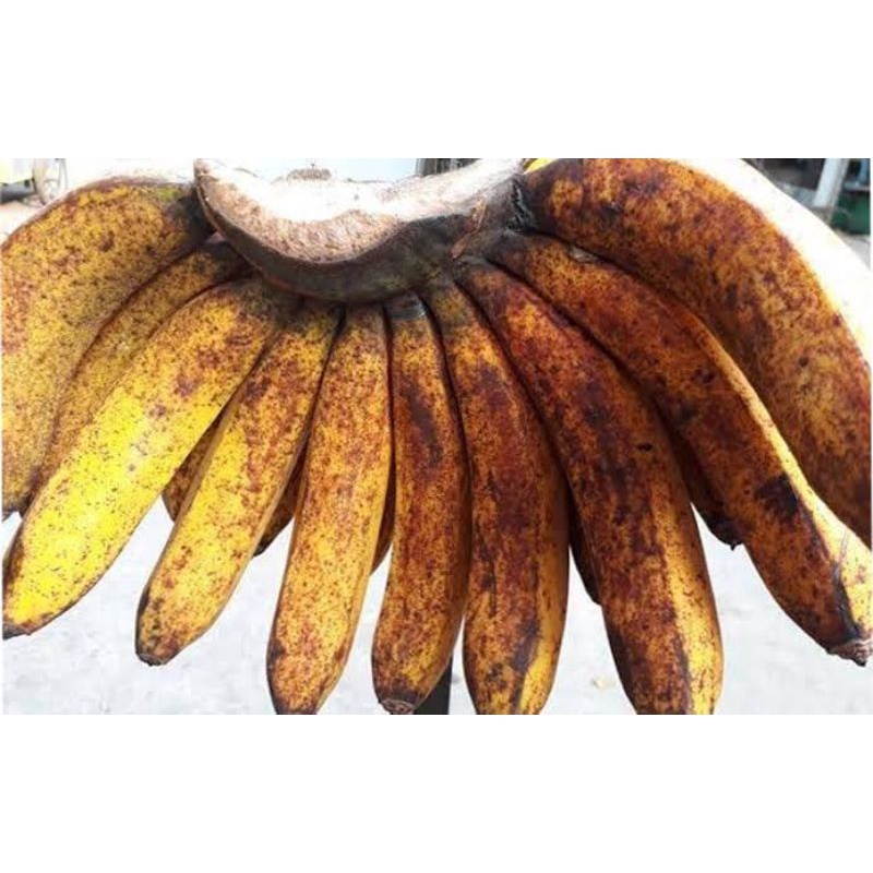 

Pisang Barangan 1 Sisir