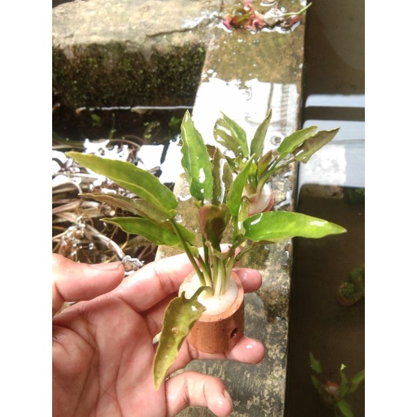 criptocoryne Ponte difolia sudah pakai pot