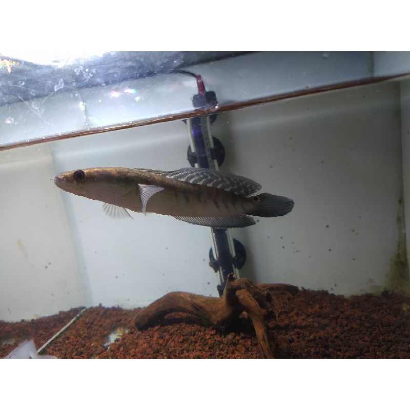 channa yellow sentarum bar 66 16 cm