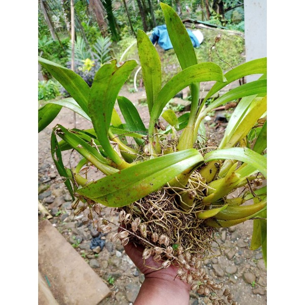 Anggrek liparis anggrek hutan