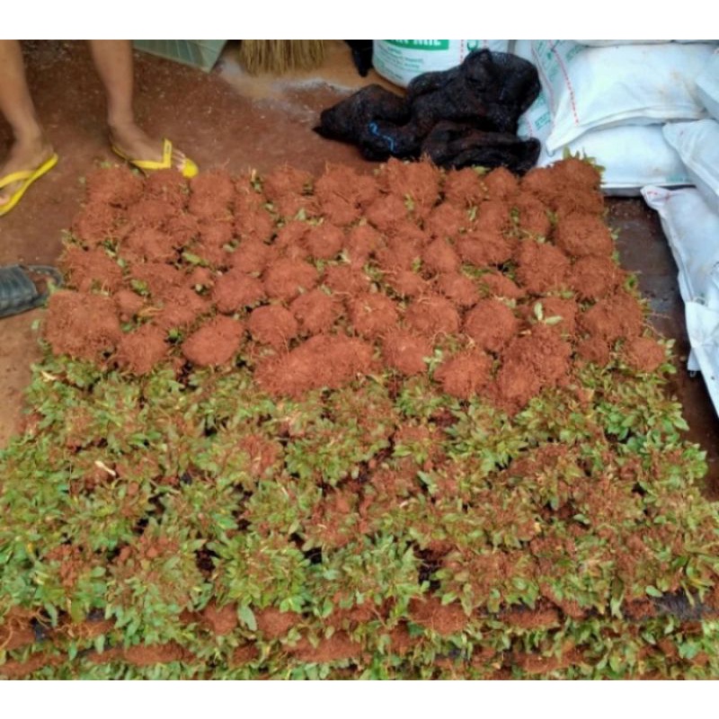 rumput gajah mini 1 meter²