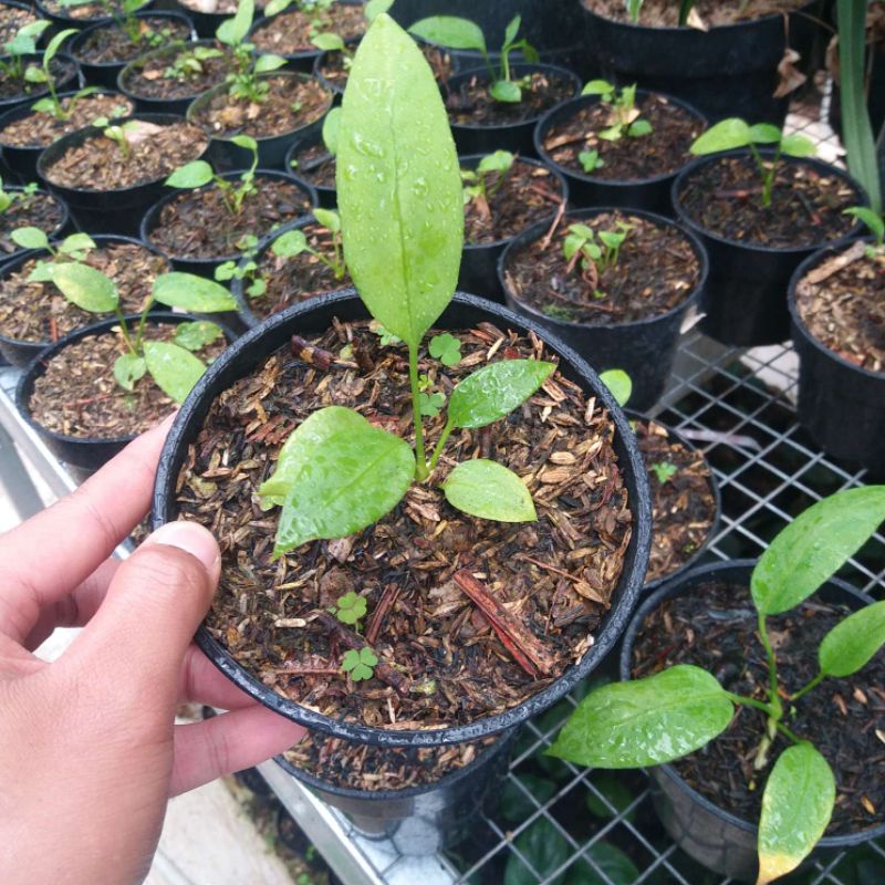 ANTHURIUM VITTARIPOLIUM/ ANTHURIUM DASI