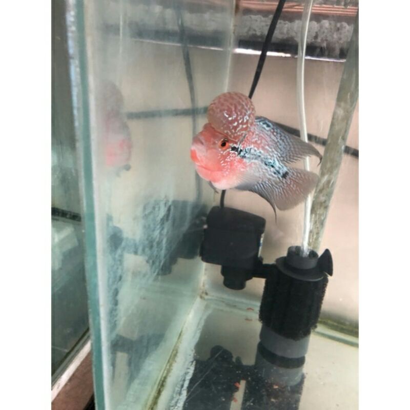 IKAN LOUHAN SRD JENONG (INSTANT)