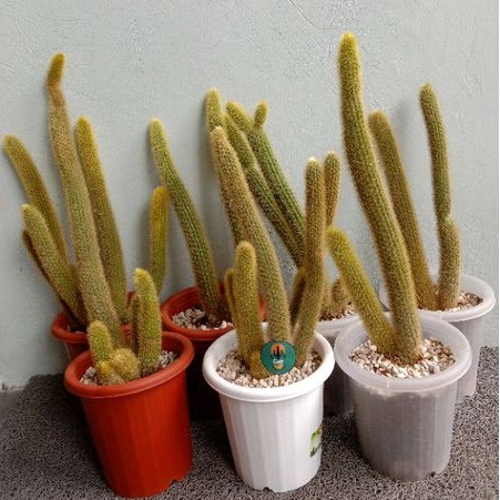 Kaktus tupai Kaktus Miha/ Sukulen / Tanaman kaktus / pot kaktus / kaktus ownroot / kaktus potelan / 