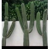 Kaktus Koboi Bercabang 2