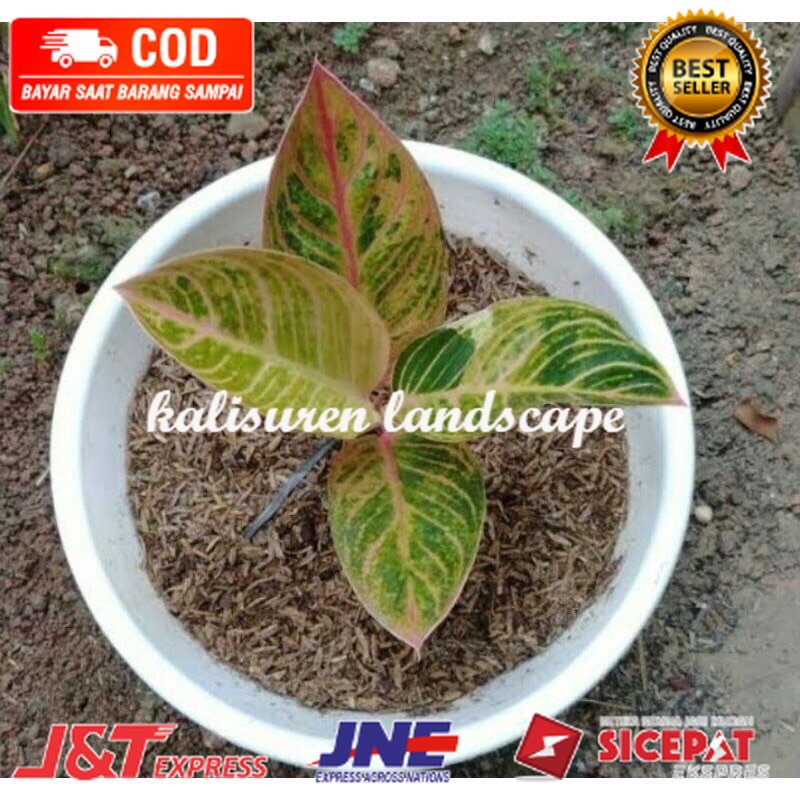 bibit anakan aglonema golden hope