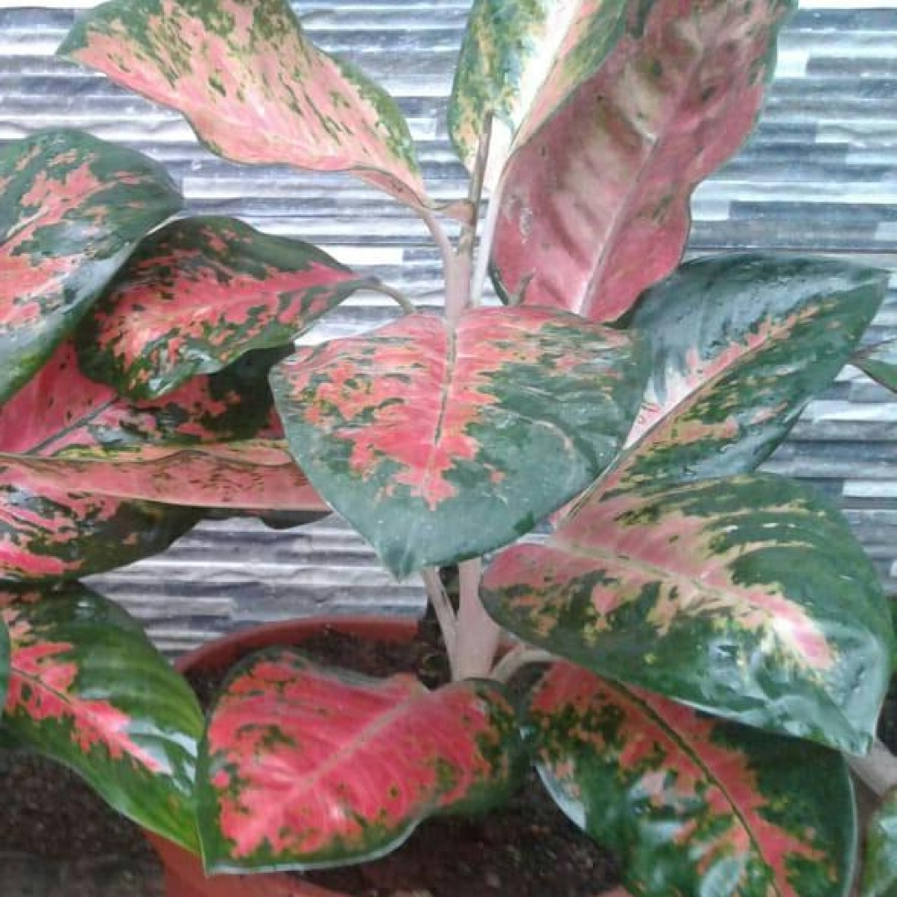 Aglonema Red Kochin Dewasa Daun Rimbun