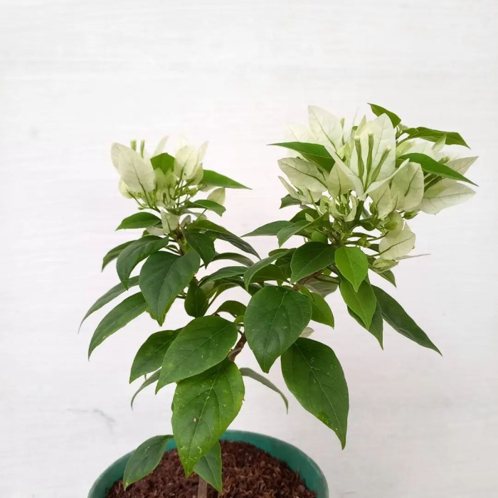 Tanaman hias Bougenville Singapore SJ Putih