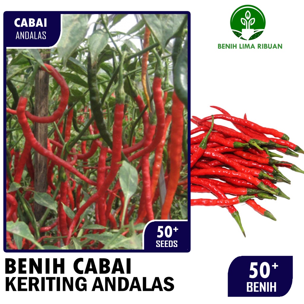 Benih Bibit Biji Super Cabai Cabe Keriting Andalas