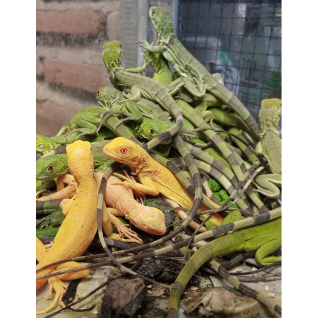 green blue albino iguana