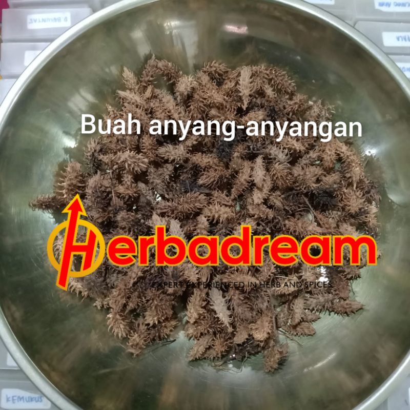 15 GRAM BUAH ANYANG-ANYANGAN KAYU ANYANG REJASA ELAEOCARPUS GRANDIFLORUS RAJASOR KI AMBIT SIMPLISIA 