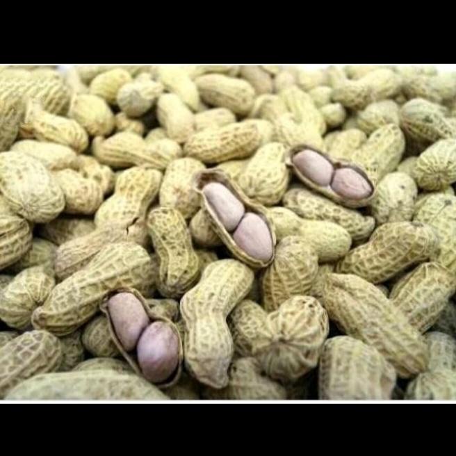 kacang tanah bibit kacang tanah benih kacang tanah 1kilo