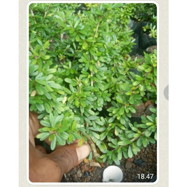 saeng simbur super mikro vietnam