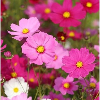 Benih / Biji Tanaman Hias Bunga Kenikir - Cosmos Dwarf Mix Warna Warni Cantik Unik