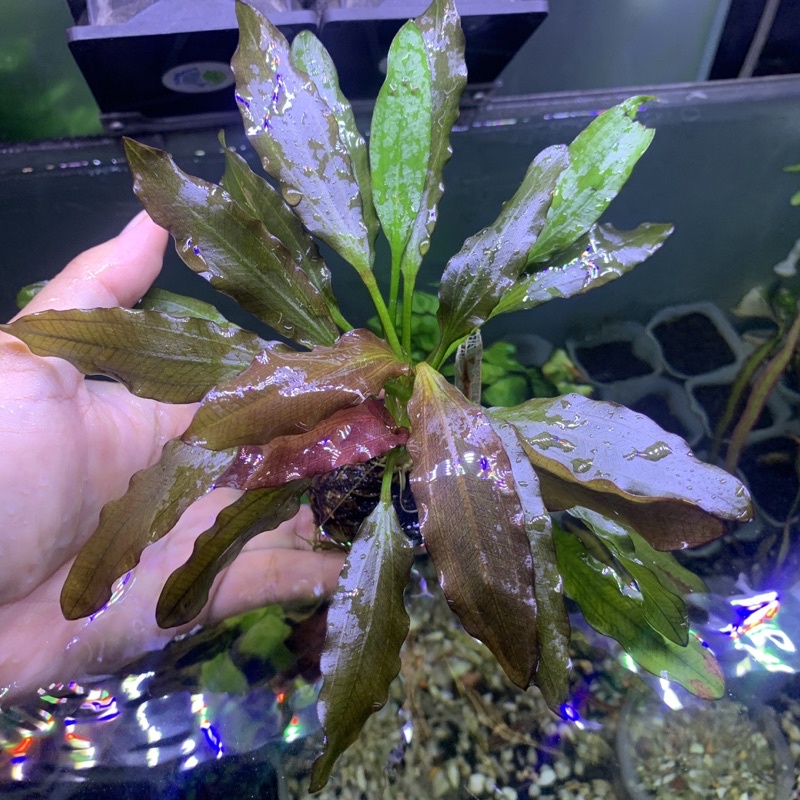 Echinodorus Red Spesial | Wabikusa Echi Tanaman Aquarium Aquascape