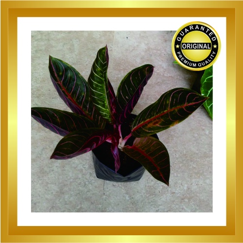 Aglonema Red Sumatra