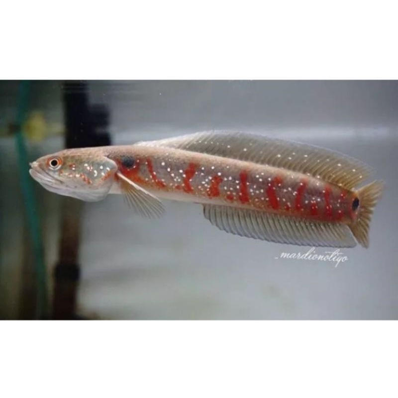 

chana random Ukuran 5-8cm