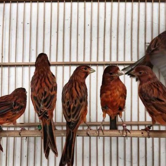 burung kenari black red lokal jantan