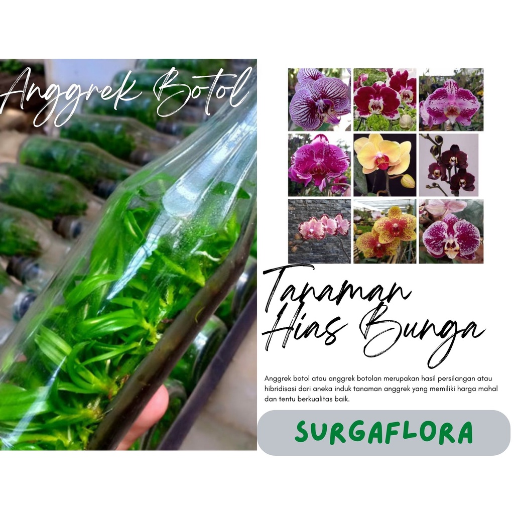 Memilih Bibit Anggrek Botol Online: Panduan Lengkap untuk Pemula dan Kolektor
