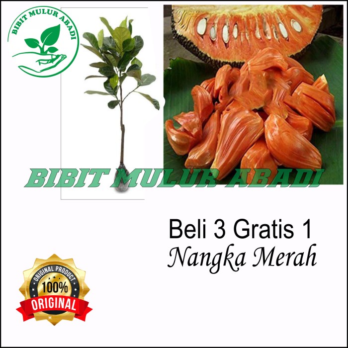 Jual Bibit Tanaman Buah Nangka Merah Red Jackfruit Ff Shopee Indonesia