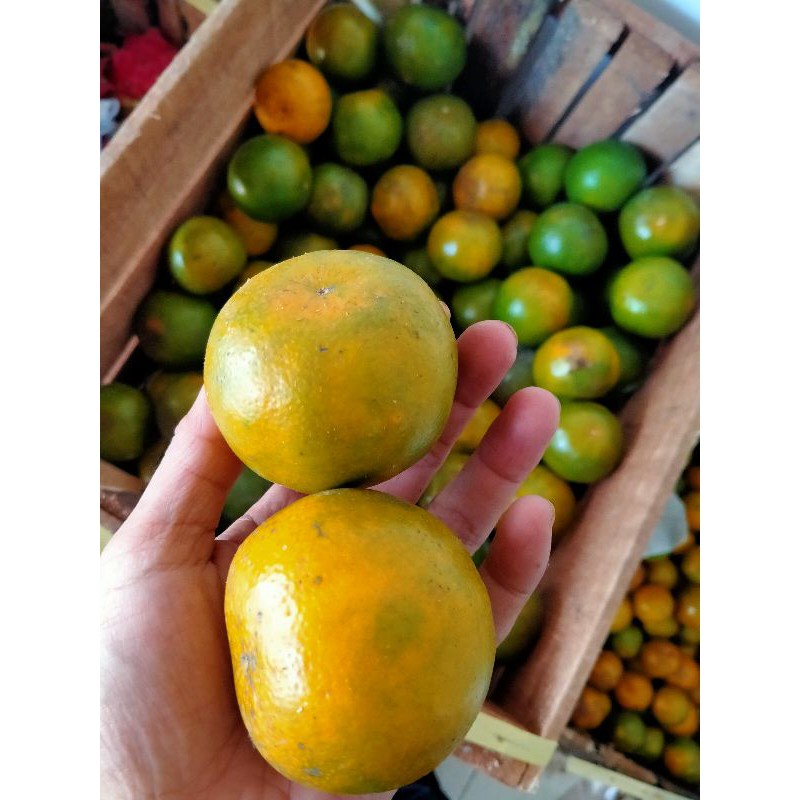 

Buah Segar Jeruk Lokal Limau 1 Kg
