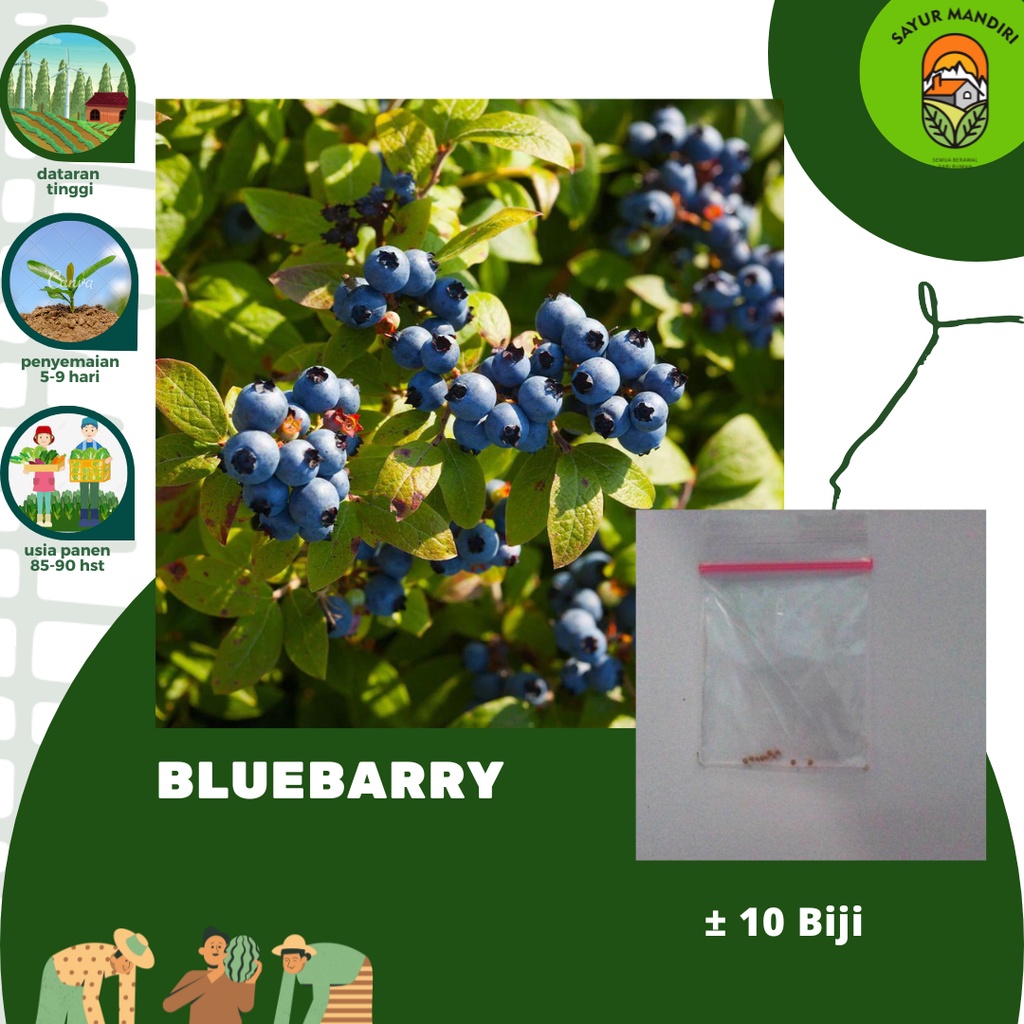 Benih Buah Blueberry Seribuan