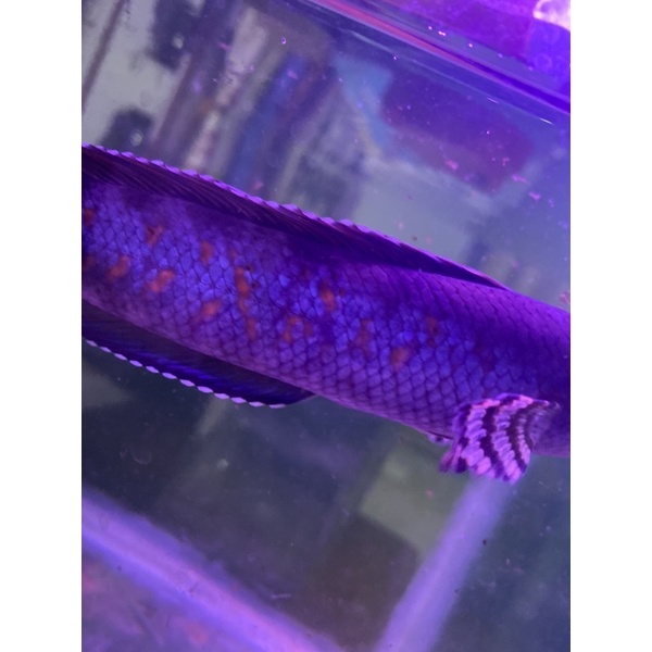 pair pulcra 15-16cm male female