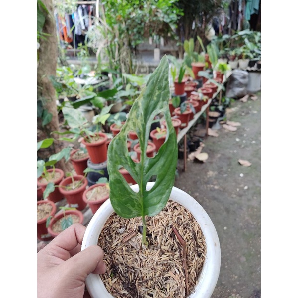 monstera adansonii varigata - janbol varigata - monstera adansonii varigata
